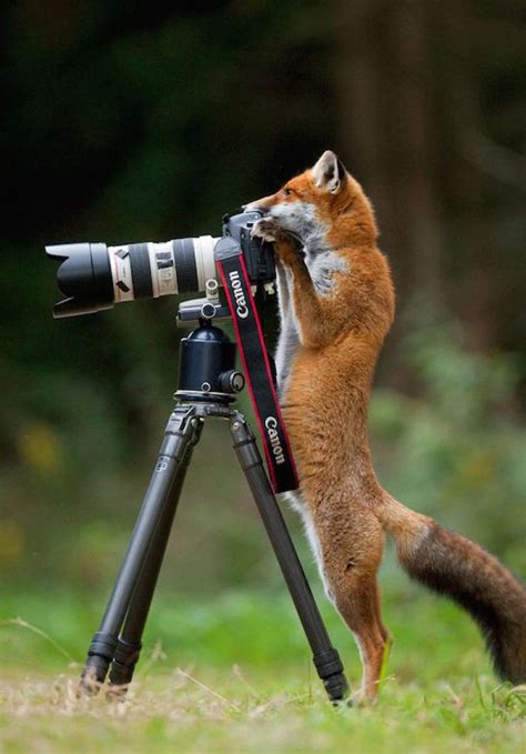 These Adorable Animals Appear to be Taking Photos With a Camera - ViewKick