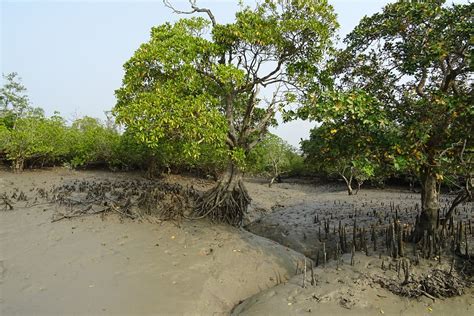 Explore Indialand: Mangrove Forest In India