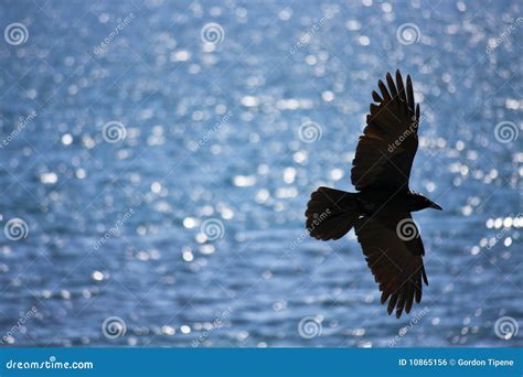 Black Crow Soaring Over Water Stock Photography | CartoonDealer.com ...