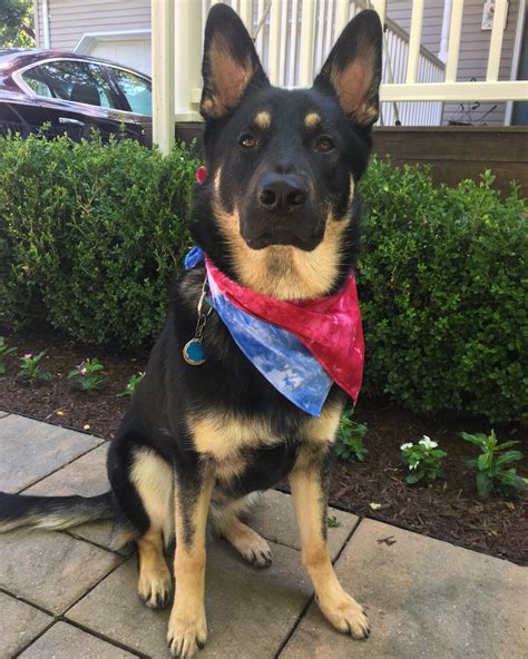 Seeing Eye Dog in training, Hunter! : r/dogswitheyebrows