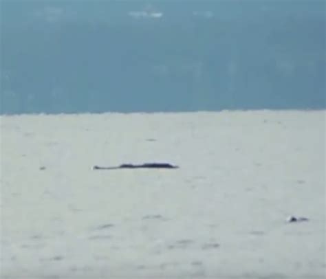 Lake Monster Champ captured in new video from Lake Champlain | Lake monsters, Monster sightings ...