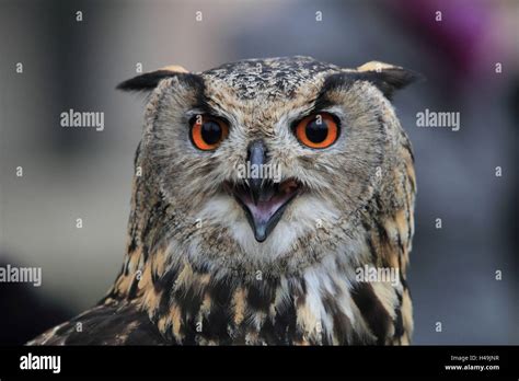 Eagle owl, portrait, close-up Stock Photo - Alamy