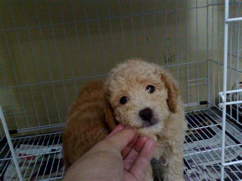 Free photo: Cream Toy Poodle - Adorable, Little, White - Free Download - Jooinn