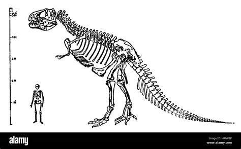 Tyrannosaurus rex skeleton drawing Cut Out Stock Images & Pictures - Alamy