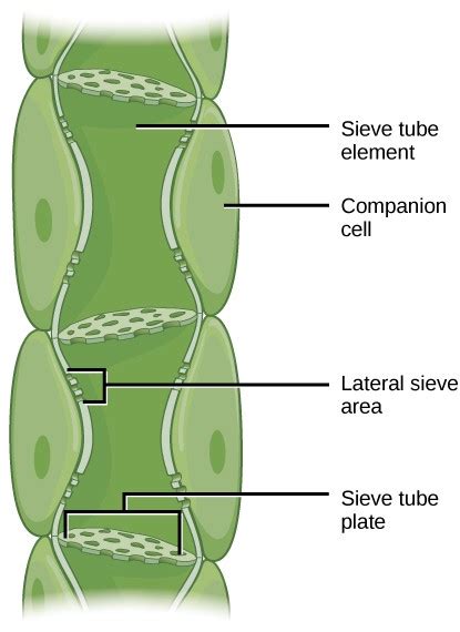 Transport of Water and Solutes in Plants | OpenStax: Biology