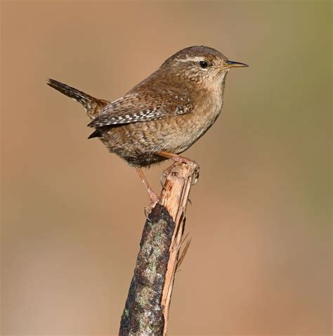 Wren | Cute birds, Birds painting, Woodpecker illustration