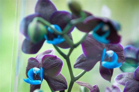 Black Orchids Flower Guide: How To Grow And Care For Optimum Beauty ...