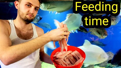 Feeding the monster fish - YouTube