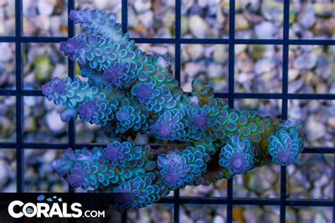 Acropora – Australia | Corals.com