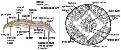 Evolution - nematoda