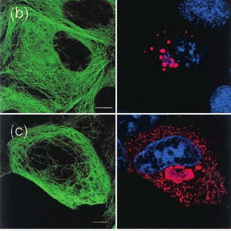 The ability of the centrosome to nucleate microtubules is highly ...