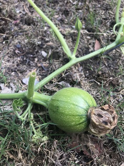 How do I know If my female pumpkin flower has been pollinated? Do they get this big if they have ...