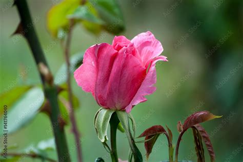 Rosa fucsia Stock Photo | Adobe Stock