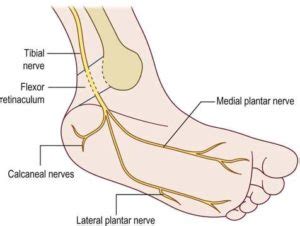 Tibial Nerve:Course,Motor & Sensory Innervation » How To Relief