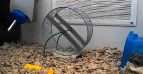 Look Closely—This Hamster's Using His Wheel In A HILARIOUS Way ...