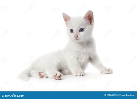 Cute White Kitten With Blue Eyes Stock Photos - Image: 15886563