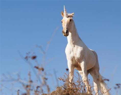 Come Pet Real Unicorns And Get A Photo Opp With Mermaids At Denver's ...