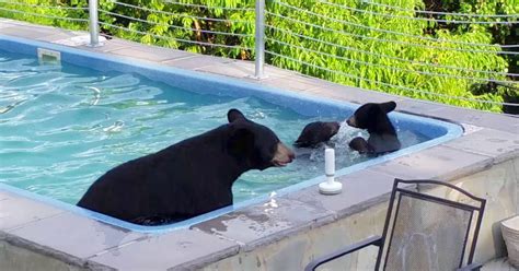 They Look Outside & See That A Bear Family Has Decided To Cool Off In The Pool