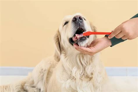 Dog teeth brush Stock Photos, Royalty Free Dog teeth brush Images ...