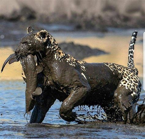 Leopards, one of the most adaptable animals on Earth. : r/zoology