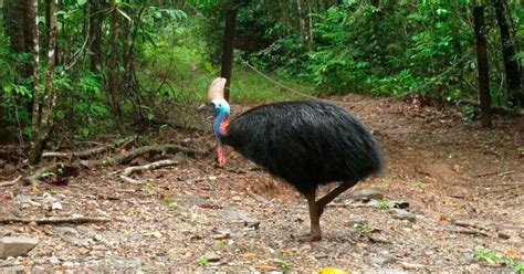 Large, flightless bird attacks and kills its fallen owner