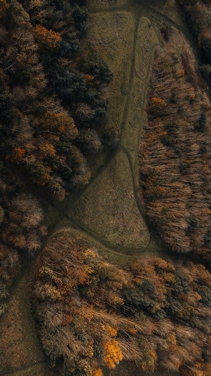 Aerial View of Trees During Autumn · Free Stock Photo