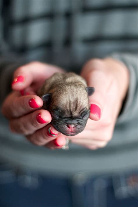 Thecoterieblog.com | Baby pugs, Cute baby animals, Pug puppies