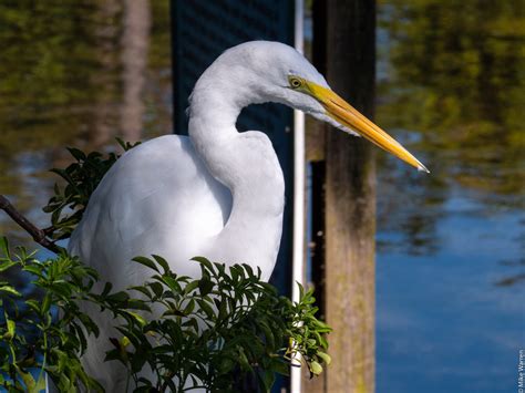 Wandering around in the gator swamp 12Nov2019... — Darklighthouse ...