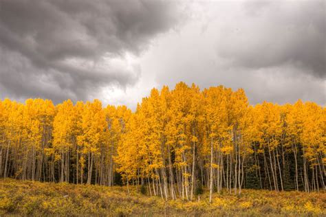 Aspen trees, Colorado www.jcleacock.com | Fine art landscape ...