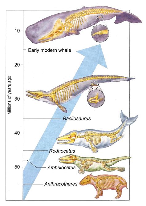 Transitional Fossils in the Prehistoric Animal World