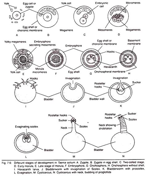 Explain life cycle of Taenia solium life cycle.