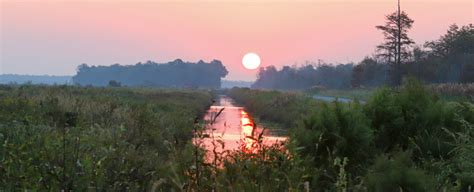 Alligator River National Wildlife Refuge | Pirate’s Cove