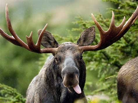 Moose Full HD Wallpaper and Background Image | 3350x2513 | ID:561681