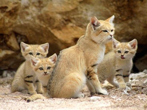 Sand Cat Family Wallpaper | Free HD Cat Downloads