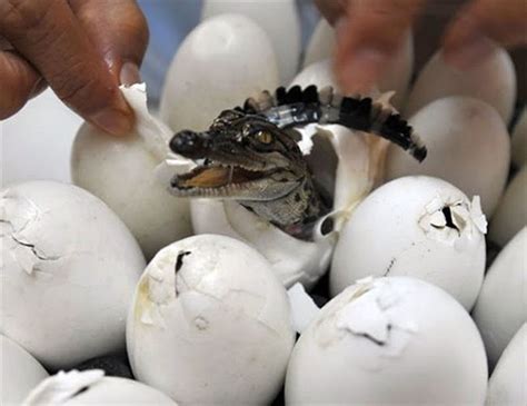 Jassy World: Hatching of a Crocodile Eggs