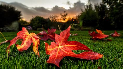 Here’s when Georgia’s fall colors are expected to peak | 11alive.com