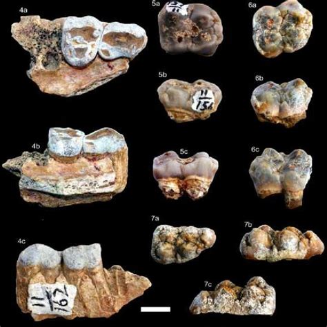 (PDF) New fossils of Suidae (Mammalia, Artiodactyla) from the Hasnot ...