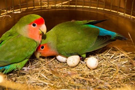 Understand Lovebird Behavior | ThriftyFun