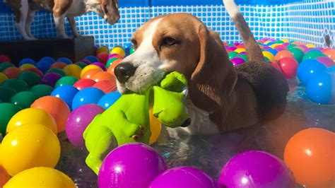 Pool Turns into a Ball Pit SURPRISE for my BEAGLE DOGS! - YouTube