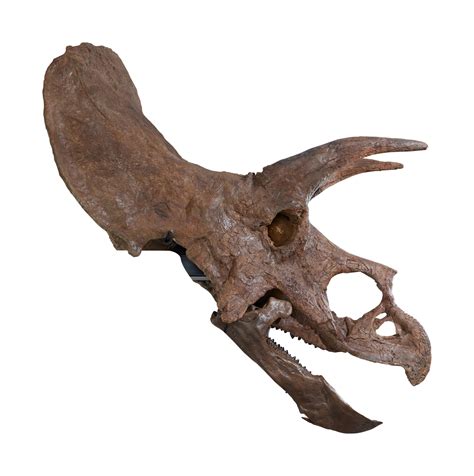 An Exceptional, Very Complete Triceratops Skull | History of Science ...