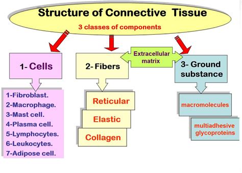 Connective Tissue Types And Functions