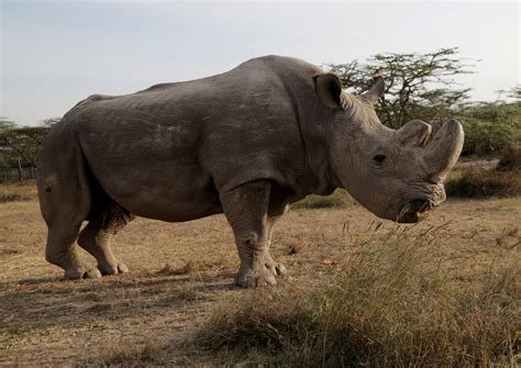 World's last male northern white rhino dies in Kenya, World News - AsiaOne