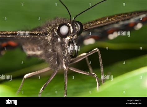 closeup image of a butterfly face Stock Photo: 8618814 - Alamy