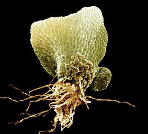 What are rhizoids? Function, structure, morphology