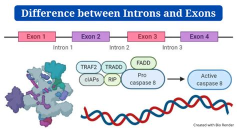 Introns And Exons: Definition, Differences, Example - PhD Nest