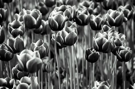 black tulip | Black tulips, Tulips, Black n white images