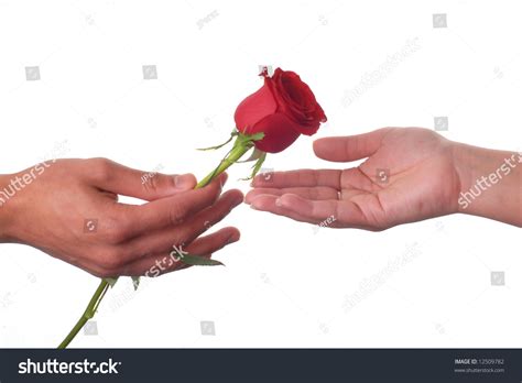 Male Hand Giving A Rose To A Female Hand Stock Photo 12509782 ...