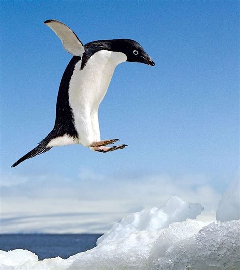 @ralphleehopkins “flying” Adélie penguin photo is on the cover of ...