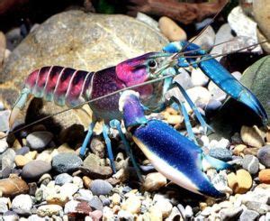 Pink Coral Freshwater Lobster - Arizona Aquatic Gardens