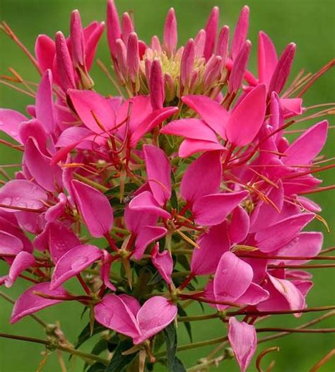 Cherry Queen Cleome Seeds - Annual Flower Seeds